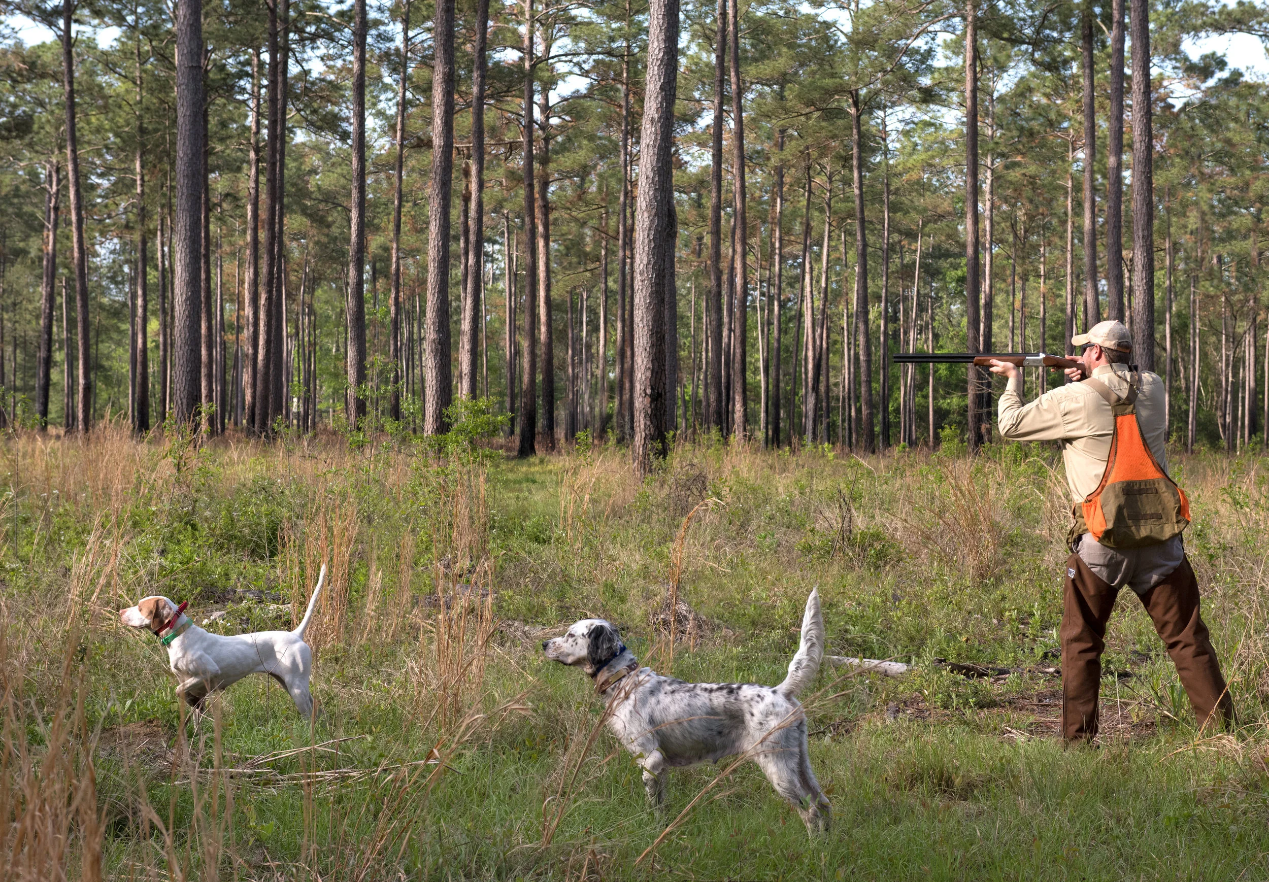 A・B・フロスト、「QUAIL SHOOTING: A DEAD STAND」 Quail Shooting: A Dead Stand Artwork By Arthur B. Frost Oil